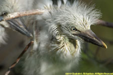 cattle egret chicks